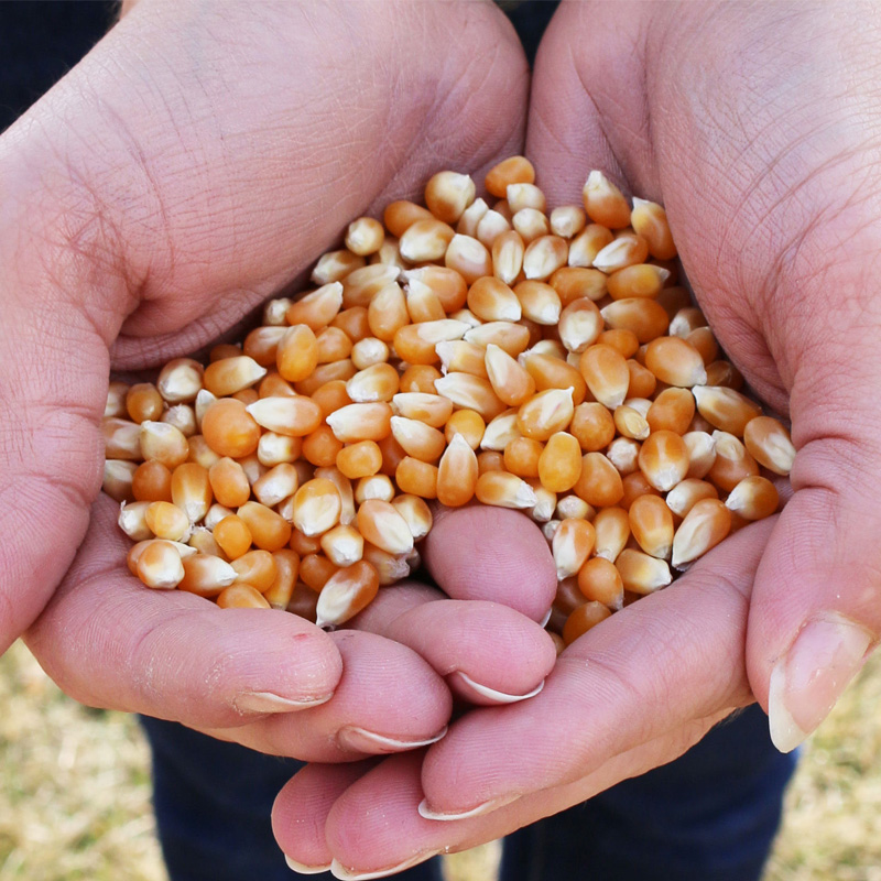 Our Popcorn Preferred Popcorn Simply Delicious Popcorn
