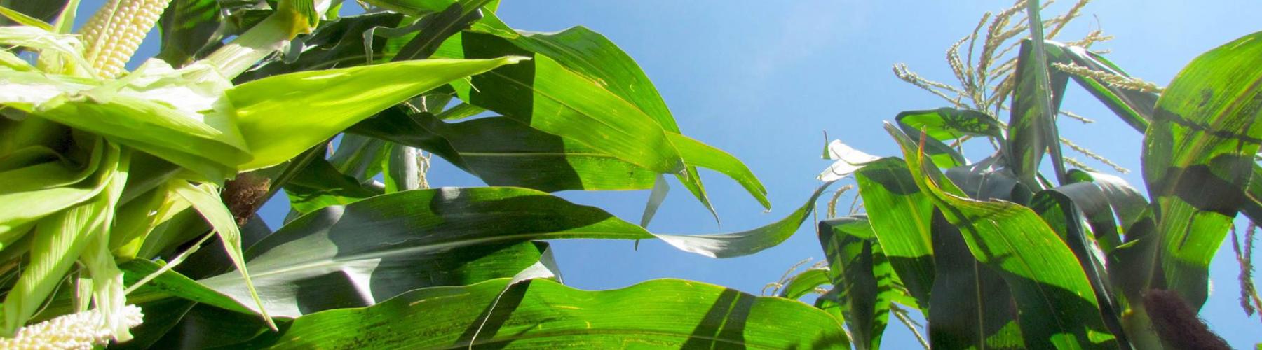 Corn growing in a field